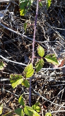 Rubus ursinus
