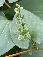 Fallopia