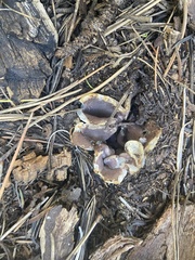 Sarcosphaera coronaria