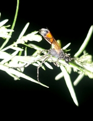 Ammophila placida
