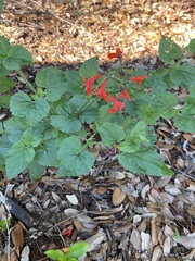 Salvia coccinea