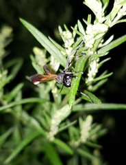 Ammophila placida