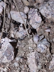 Myrmecocystus melliger