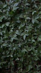 Oplismenus hirtellus