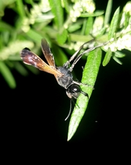 Ammophila placida