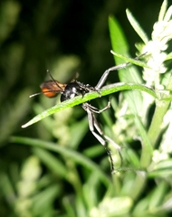 Ammophila placida