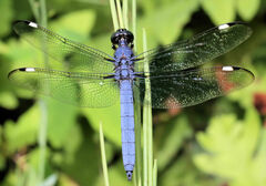 Libellula cyanea