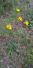 Helianthus atrorubens