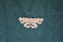 Sandava scitisignata