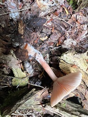 Rhodocollybia