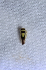 Colladonus clitellarius