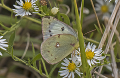 Colias eurytheme