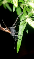 Ammophila placida
