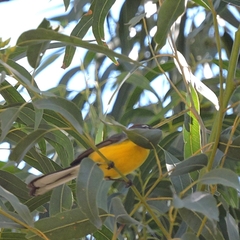 Myioborus brunniceps