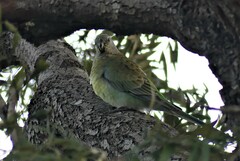 Psephotus haematonotus