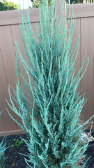 Artemisia filifolia