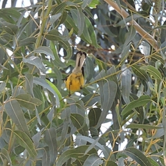 Myioborus brunniceps