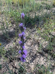 Liatris punctata
