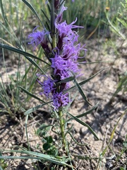 Liatris punctata