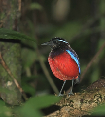 Erythropitta ussheri