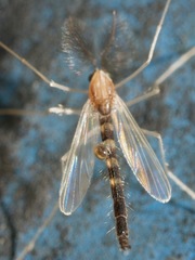 Chironomidae