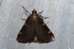 Hypsopygia