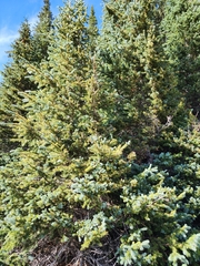 Abies lasiocarpa