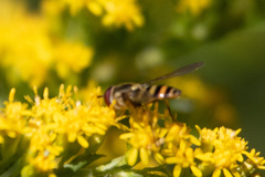 Syrphus rectus