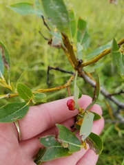 Euura californica