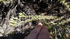 Ericameria ericoides