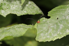 Leiobunum politum