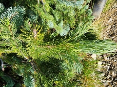 Abies lasiocarpa