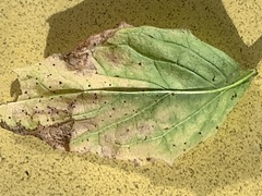 Puccinia lapsanae