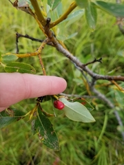 Euura californica