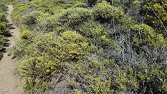 Ericameria ericoides