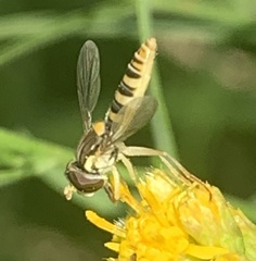 Sphaerophoria contigua