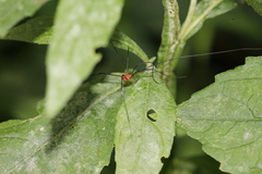Leiobunum politum