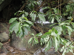 Trichodesma calycosum