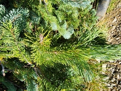 Abies lasiocarpa