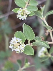 Euphorbia tomentulosa