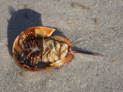 Limulus polyphemus