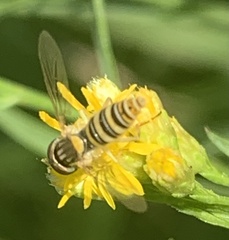 Sphaerophoria contigua