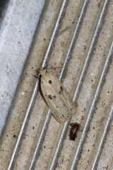 Scythropiodes issikii