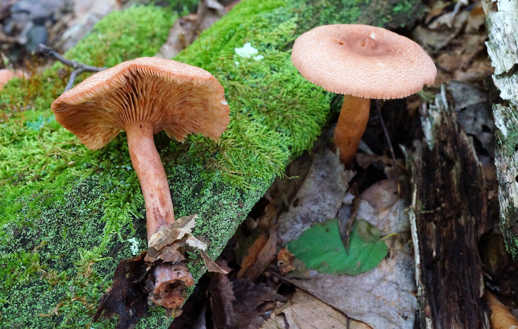 Lactarius rimosellus