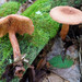 Lactarius rimosellus - Photo (c) tombigelow, some rights reserved (CC BY-NC)