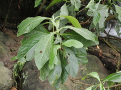 Trichodesma calycosum