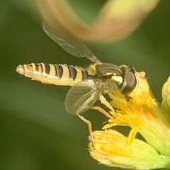 Sphaerophoria contigua