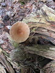 Rhodocollybia