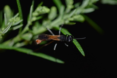 Ammophila placida