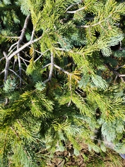 Abies lasiocarpa